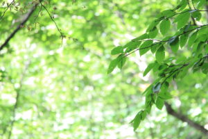 高島市朽木のブナ原生林にあるブナの画像