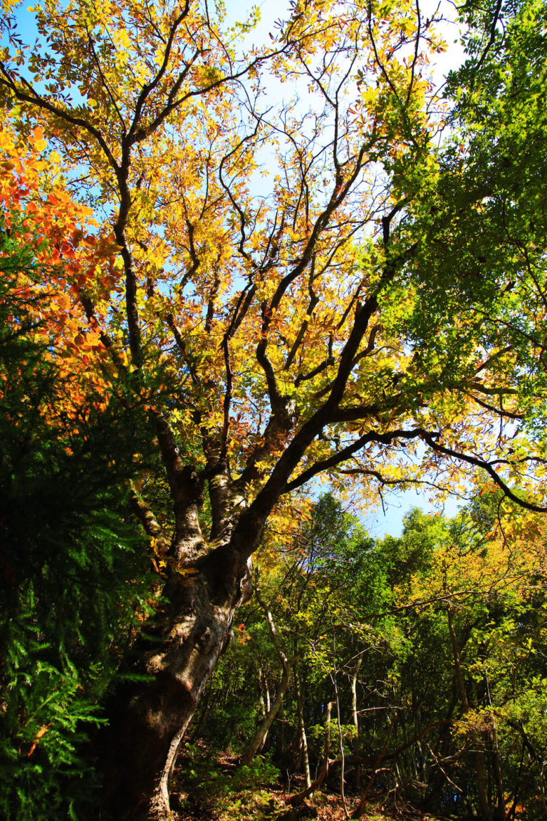 【画像】高島市朽木の栃の巨木